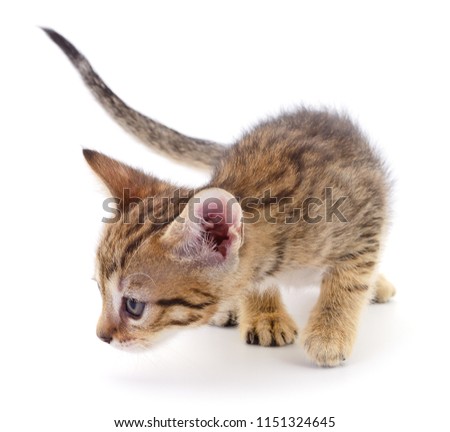 Small brown kitten isolated on white background.