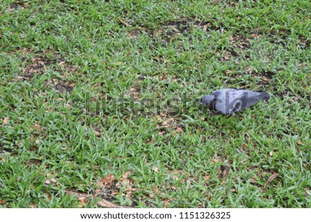 the pigeon on the lawn was focusing something on the ground.