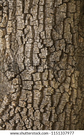 tree bark. beautiful texture.