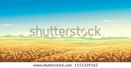 Rural landscape with wheat fields and green hills on background. Vector illustration. Royalty-Free Stock Photo #1151339162