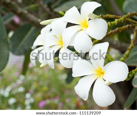 Close up view of white Plumeria or Temple tree flower