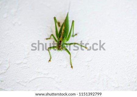 Great green grasshopper