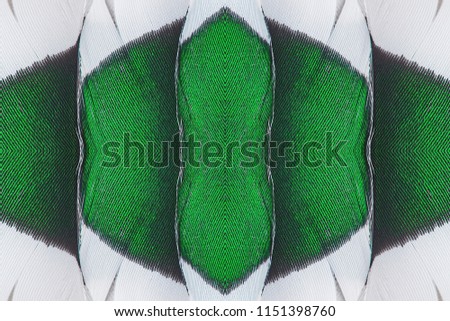 Abstract symmetric pattern of feathers of wild duck close-up as background. Macro of the green feathers of a thrush bird. An ornamental surreal tracery of bird feathers. The image with mirror effect.