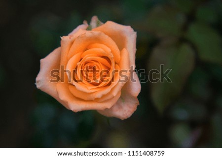 Beautiful Close up Blooming Orange Rose in the Garden