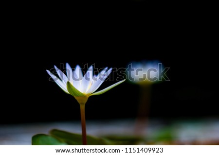 Beautiful lotus and background is black. Picture is selective focus.
Scientific name: Nymphaea pubescens Willd.
Family Name: Nymphaeaceae.
Common Name: Red Lilies Indians.