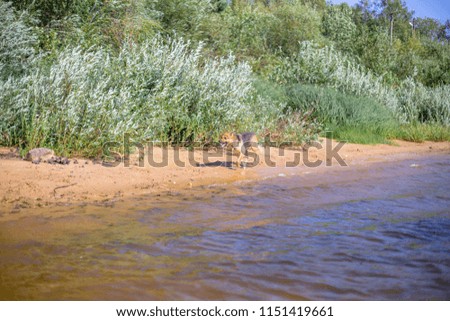 the dog on the river bank