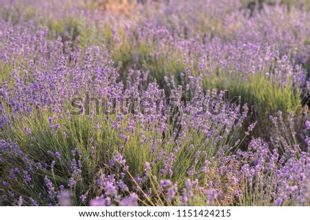 Lavender flowers blooming. Purple field of flowers.