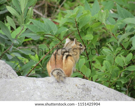 Adorable chipmunk sitting on a rock with trees and leaves in the background 