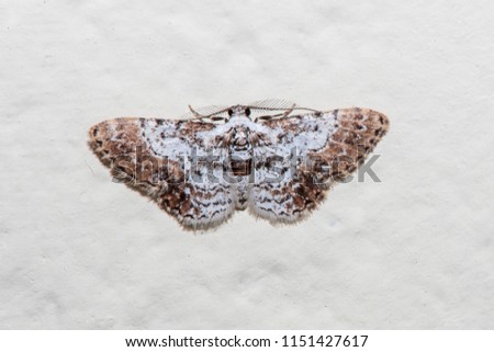 Moth photographed in Linhares, Espirito Santo, Southeast of Brazil. Atlantic Forest Biome. Picture made in 2013.