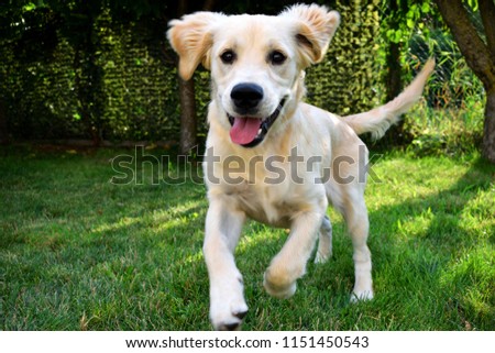 Five months Golden Retriever playing in the green grass. Royalty-Free Stock Photo #1151450543