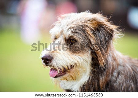 A gorgeous working bearded collie Dog, in Ashbourne Derbyshire
