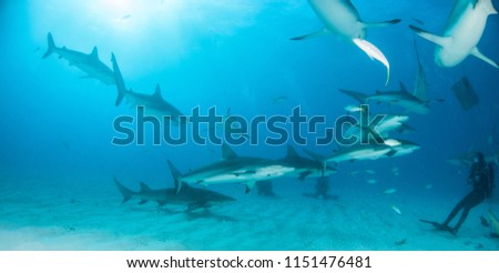 Picture shows Caribbean reef sharks at the Bahamas