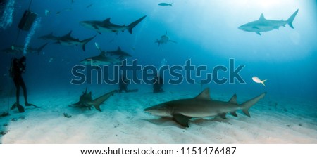Picture shows Lemon and Caribbean reef shark at the Bahamas