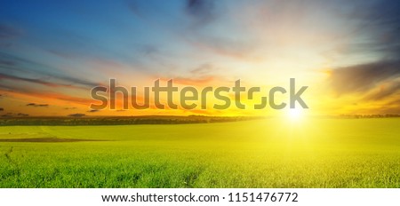 Green field and blue sky with light clouds. Above the horizon is a bright sunrise. Agricultural landscape. Wide photo. Royalty-Free Stock Photo #1151476772
