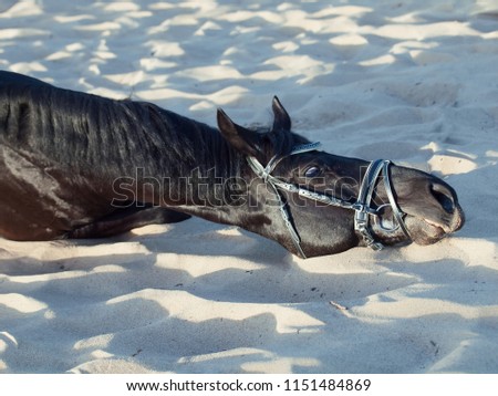 beautiful black stallion laying and scretching at sand 