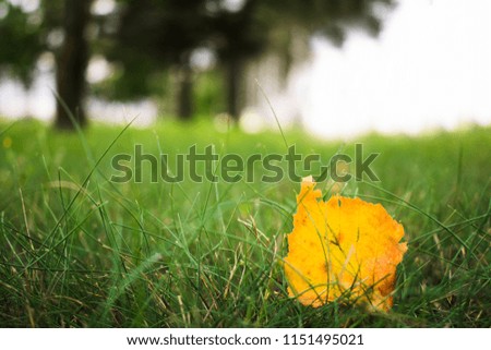 Park, green grass, first yellow leaf, early autumn, side view, close up, toned photo