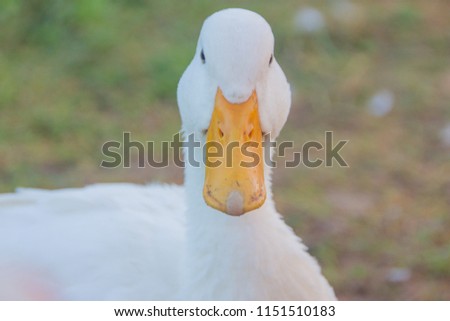 white domestic ducks. The duck is white, in nature. Drake is white.