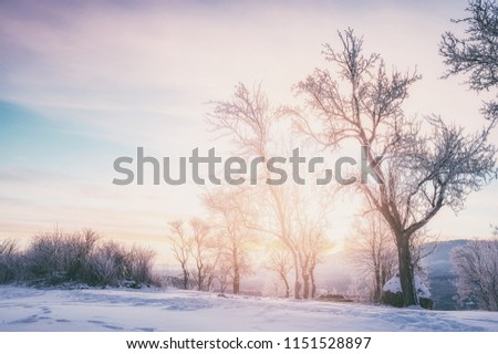 winter landscape. snow-capped trees silhouettes in mountains at sunrise sunset. natural background