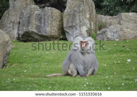 Baboon from Flamingo land taking a sit down watching the tourists
