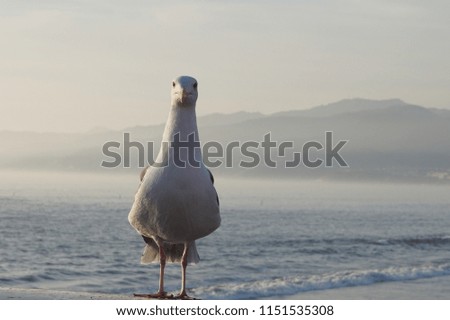 seagull staring forward