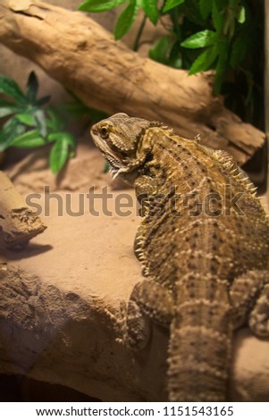 Bearded Dragon Lizard Reptile