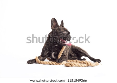 funny french bulldog playing with a rope on the white background