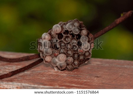 Macro image of wasp's nest have larva are incubated on green background
