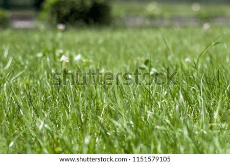 Close up picture of lit by sun bright fresh clean light green grassy field on blurred bokeh background on sunny spring or summer day. Beauty of nature and environment protection concept.