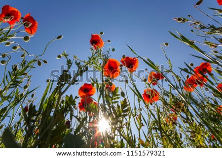Low angle view of wonderful bright fully blooming red poppies and buds on high green stems lit by summer sun against bright blue sky. Beauty and tenderness of nature concept.