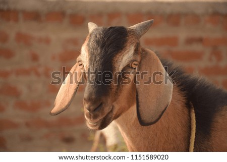 Goat head close up image