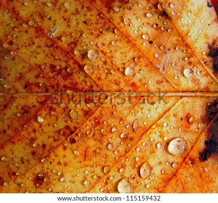  Raindrops on the surface of an autumn leaf