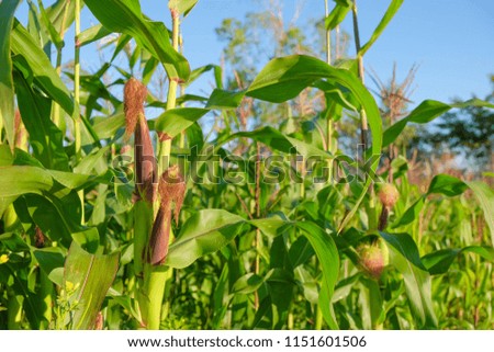 a front selective focus picture of organic young corn field at agriculture farm. 
