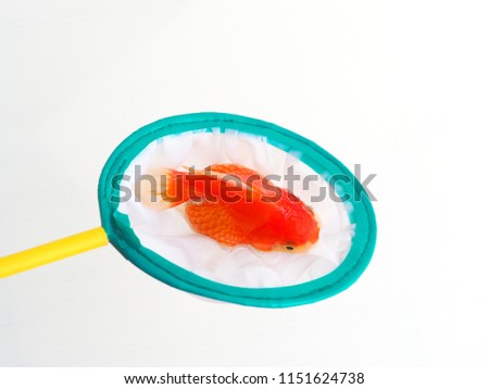  Aquarium Fish Net scoop in circle shape for catching fish, goldfish in net scoop on white background