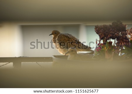 Two mourning doves on a planter seen through spaces in between blinds