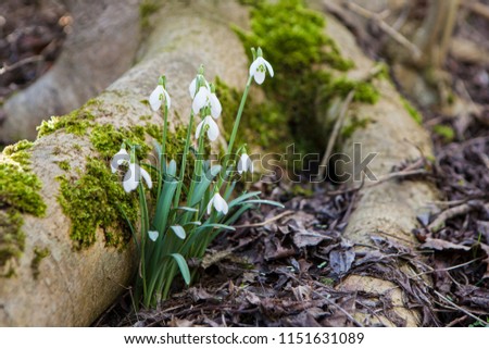 Snowdrop flowers growing next to a tree root with moss in a forest