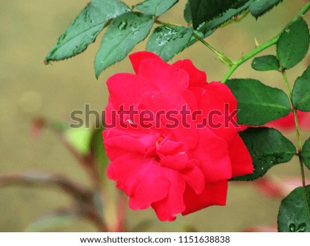 flower red roses