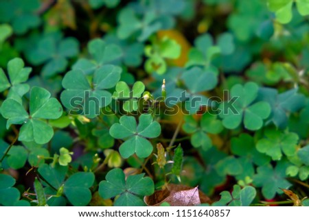 Clover Leaves for Green background with three-leaved shamrocks. St. Patrick's day holiday symbol.Tree Symbol of Good Luck.