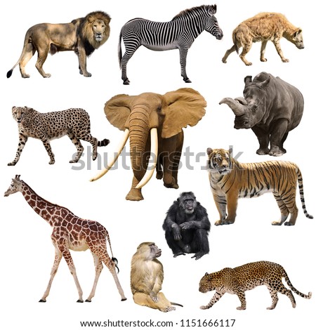 African animals set isolated on white background