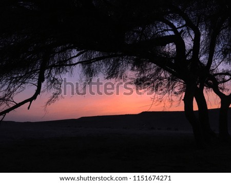 Pictures of trees with gold sunset