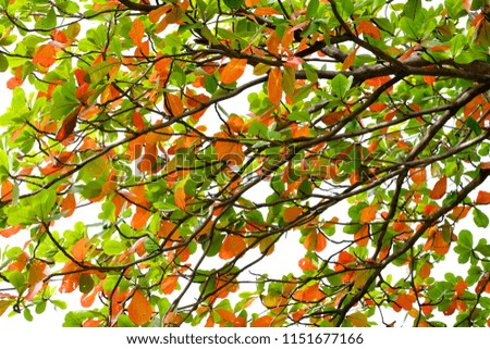 colorful leaf on branch of tree in the autumn season, Indian Almond(Terminalia catappa L.)