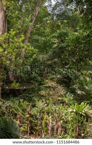 green tropical garden with rainforest plants and trees at Penang, Malaysia.