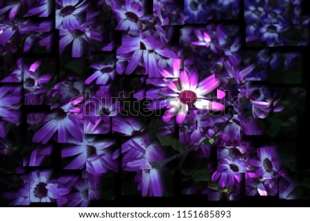 tribute to Picasso, cubist photograph of the daisy flower Cape, spring, background, flowers, flower, nature, floral, garden,  series of photographs with cubist effects,artistic photography,  Royalty-Free Stock Photo #1151685893