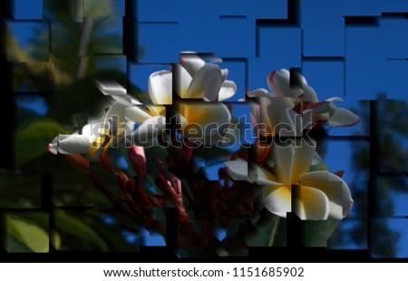 tribute to Picasso, cubist photograph of the Plumeria alba,spring, background, flowers, flower, nature, floral, garden,  series of photographs with cubist effects,artistic photography, contemporary ar Royalty-Free Stock Photo #1151685902