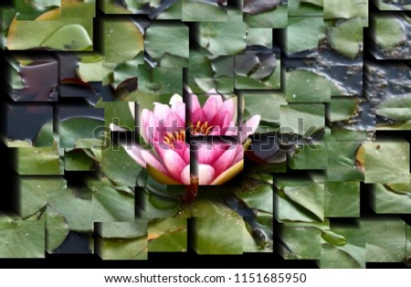 tribute to Picasso, cubist photograph of the pink water lily, spring season,series of photographs with cubist effects,artistic photography, contemporary art, Royalty-Free Stock Photo #1151685950