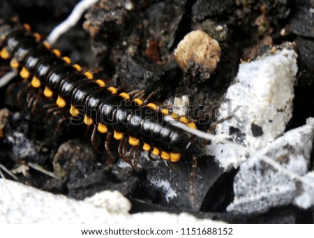 close up of a millipede an invertebrate arthropod with two pair of legs, a garden pest seen in a home garden in sri lanka
