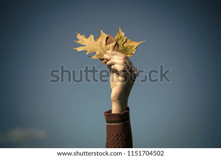 leaves bunch on blue sky background. Floral beauty and environment ecology. Season and autumn. hand with natural yellow fall leaf sunny outdoor. autumn leaves bouquet in male hand.