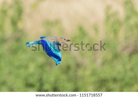 Indian roller bird wandering in the dry marsh around  Chennai, Tamilnadu, India.
