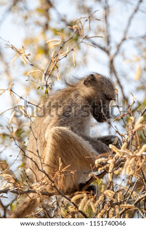 Baboon in the South Luangwa National Park, Zambia.