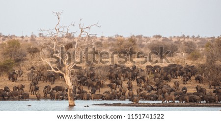 African buffalos in the Kruger National Park, South Africa