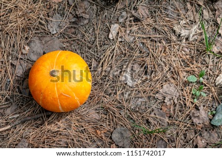 Pumpkin  vegetable with green grass prepared for halloween